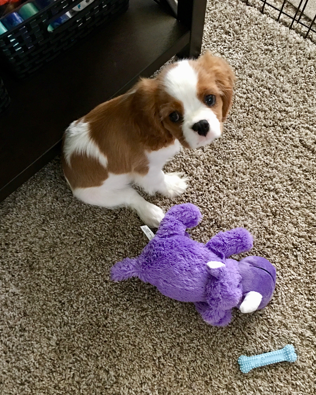 Cavalier King Charles Spaniel Welpe
